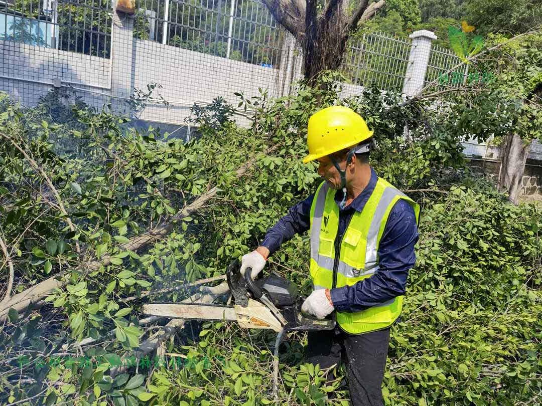 欢迎访问十大电子网址修剪工人锯掉榕树的树枝