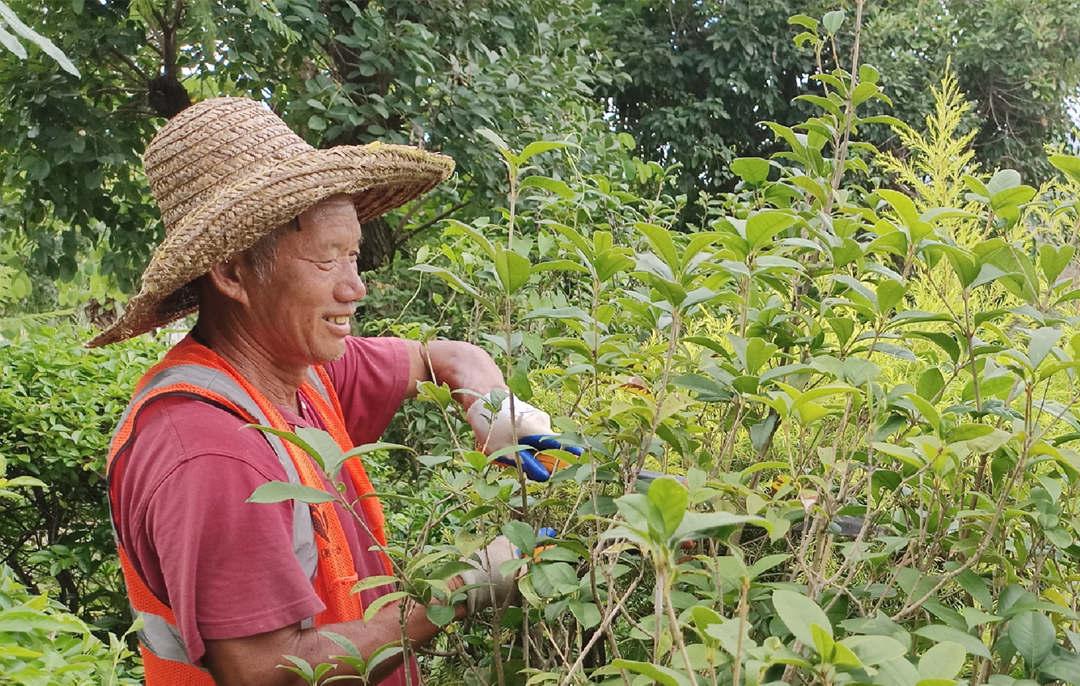 深秋绿化养护修剪